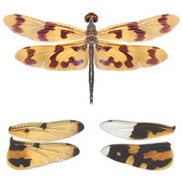 Rhyothemis graphiptera. below, comparison with wings of R. variegata and R. variegata arria