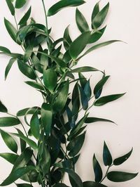 Size: 5' to 25’ (Request a Custom Size) Material: Italian Ruscus Availability*: Year Round Typically lasts up to two weeks depending on climate and other conditions. Check out our FAQ for tips on how to make your garland last! Choose your desired delivery date at check out — please consider it takes 2-4 business days for your greenery order to be processed, cut + made. Free Shipping -- from farm to doorstep in just two days! Pro-Tip: Using round tables too? Order bunches of Italian Ruscus to add