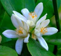 Flor de tangerina ou flor de laranjeira