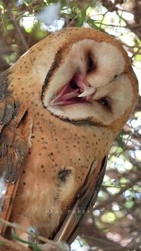 Neal Parekh on Instagram: "A Barn Owl emerges from its slumber for a quick mid-day preening before drifting back off to sleep. The feather density on this owl is hard to imagine! What an extraordinary level of purposeful fluffiness! It was awesome to observe and be observed by this wonderful barn owl. Sony A1 || 600gm . . . #barnowl #owl #owls #barnowls #sonyalpha #thinktankphoto #photooftheday #ventureobserveconnect #freshbreezeclub #fbpc_birds #BBCWildlifePOTD #bestbirdshots #wildlife_per