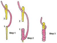 Bullion Knot needlepoint stitch. A picture, graph, how to work this stitch, how difficult and other names are included on this page.