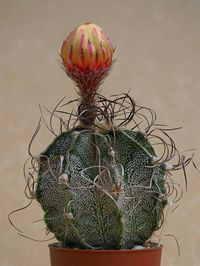 Astrophytum capricorne