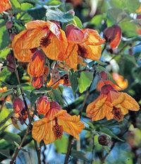 Abutilon 'Fool's Gold'