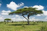 Flat Top Acacia Trees in Africa Royalty Free Stock Photo