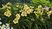 Hemerocallis 'Baby Moon Cafe' | Perennial Resource