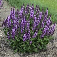 Shop for Pink Profusion Salvia online and ship it directly to your door from the nursery. You're sure to find the perfect fit for your space! Plants Addicts is here to help you complete your never ending garden!