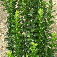 Buy Japanese euonymus Euonymus japonicus Green Rocket: £15.29 Delivery by Crocus