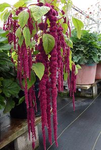 Amaranthus caudatus 'Love Lies Bleeding'