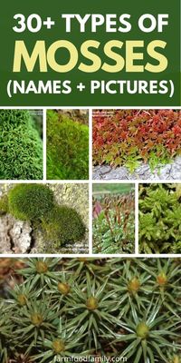 30+ Popular Types Of Mosses With Names, Pictures and Their Uses