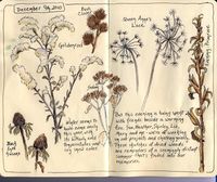 Sketching in Nature: New Contributor Introduction - Sandy