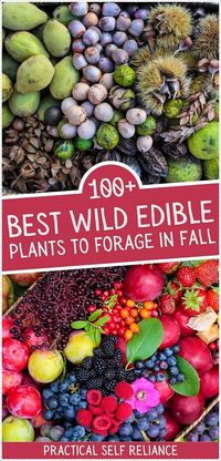 Explore 100+ best wild edible plants to forage this fall, from common favorites like blackberries and lion’s mane mushrooms to lesser-known finds like saffron milk caps and nannyberries. Perfect for beginners and advanced foragers alike, this collection will keep you well fed through the season. Find more fall mushroom foraging, nut foraging, edible seeds, wild tubers, and Edible Wild Plants of North America at practicalselfreliance.com.