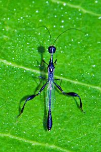 Biologia-Vida: Vespa-coroada / Crown wasp (Family Stephanidae)