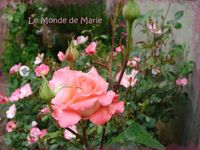 rose du jardin