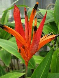 Heliconia psittacorum, Caetezinho, Planta-papagaio, Tracoá (Plantas para atrair borboletas e beija-flores no jardim)