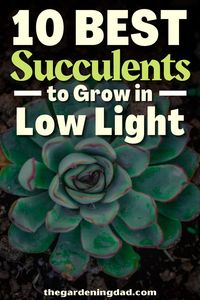 Are you looking for the best low-light succulents to grow? The Gardening Dad will give you a list and details about the best low-light succulents to grow so you don't have to do any research. #thegardeningdad #succulents #Garden