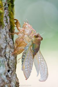 Cicada emergence by Kurt Orionmystery G, via 500px