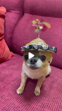 Chihuahua on Instagram: "Repost from @masakazu917
•

#Chihuahua"