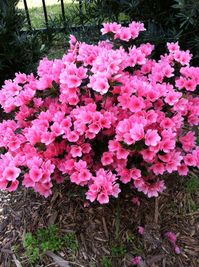 This azalea has has coral pink flowers, lots of them in spring ,dwarf and compact, good for border, container and woodland garden short azalea, with lots of coral pink flowers with pink centres hardiness zone 6-9,2-4 ft tall,wide- 3-5 ft part sun to shade,evergreen good for border, container and woodland garden Note: The plant is shipped in its pot, firmly secured with several layers of clear tape, thereby avoiding any shuffling and moving during transit. The plant reaches you with minimal damag