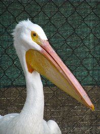 Wetlands and Wildlife care center Huntington Beach CA