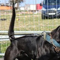 Bvk Program on Instagram: "Bullvision Bandog “GATLING”

Daughter of Bullvision Gorilla x Drk Cainia 

#bullvisionbandog #gatling #gorilladaughter #bandog #apbt #presacanario #dutchherder #workingdog #protectiondog #familydog #athlete #workingdogsofinstagram #workingdogsofig #powerfuldogs #fitdogs #fitdogsofig #homebred #dogoftheday #picoftheday #love #personalprotection #trialdog #photography #roughandready #thedevil #nastygirl #mydevil"