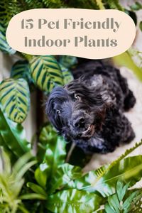 Pot it like it's hot with these pet safe house plants. See the full list of non-toxic indoor plants that are safe for dogs to live with at prettyfluffy.com. Non Toxic House Plants | Poisonous Plants for Dogs | Pet Friendly Plants Indoor