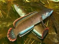 Ceylon snakehead (Channa orientalis) - Google Search