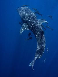 WhaleShark_1000