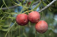 Emu apple is an Australian fruit. It is a subacid fruit that is about a size of nectarine