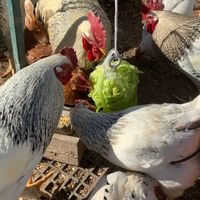 A hanging cabbage is a great way to keep your chickens entertained while giving them a healthy treat!  chicken #chickens #farming #hobbyfarming #hobbyfarmingatitsfinest #chickenfarmer #hobbyfarmer #backyardpoultry #backyardchicken #backyardchickens #rooster #roosters #hens #chickentreats #chickencare #cabbageforchickenshanging #hangingcabbageforchickens #cabbage