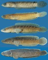 Ceylon snakehead (Channa orientalis) - Google Search