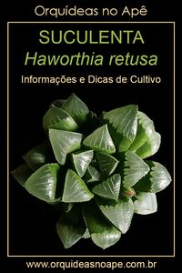 Informações e dicas de cultivo da suculenta Haworthia retusa. #suculentas #haworthia #orquideasnoape