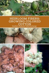 Heirloom Fibers: Growing Colored Cotton | Southern Exposure Seed Exchange