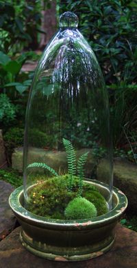 Do I have pots that my cloches will fit over?  Rummage around in the potting shed when it warms up.