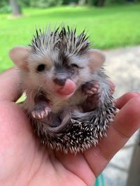 Baby Hedgehog