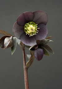 Amateur gardener Juliet Davis has a garden filled with beautiful hellebores   which she breeds herself.