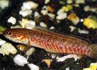 Borna snakehead, (Channa amphibeus) - Google Search