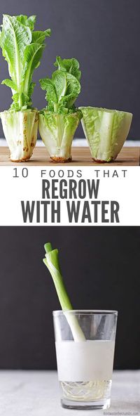 Did you know veggies can RE-grow? YES! Save money and regrow food scraps in water. Perfect if you don't have room for a vegetable garden & are trying to save a few bucks! But which veggies or fruit will regrow from scrap? We've compiled a list beyond just green onions, lettuce and celery. And also included how to regrow them by putting the roots in water and more! #veggies #regrow