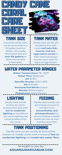 Candy Cane Coral Care Guide: Everything You Need To Know! – Aquarium Arcanum