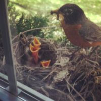 Dinner time! #springishere #birdwatching