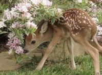 #deer #fawn #pink #flowers #girlblogger #aesthetic #cottagecore #soft #cutesy #adorable #nature #angelic