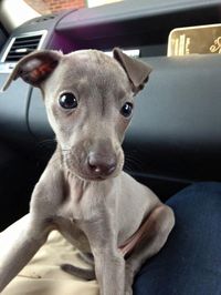 My italian greyhound when he was a pup ! - Follow for more cuteness :) <3