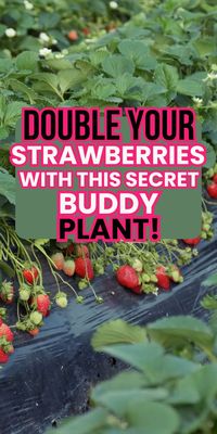 This has been my favorite way to grow strawberries! Learn the secret companion for your strawberries.