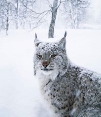 Lynx - N. Norway