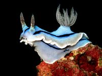 35 Weird Animals You Need to See. ~Chromodoris Willani Sea Slug~