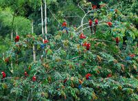 Amazon Rainforest- done! One of these parrots, who frequented the Pemon restaurant, let me hold him for a moment on my arm.