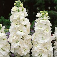 With elegant spikes packed full of double white blooms, White Goddess Column Stock is best known for its sweet fragrance! A beautiful addition to any cottage garden or floral arrangement, White Goddess wows with its delicate, ruffled petals. They make lovely additions to bridal bouquets or larger arrangements and can be used as a classic symbol of love and purity. In the garden, white stock flowers are a great choice for borders or mixed beds. Size: Packet.