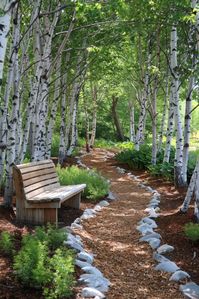 Silver Birch Sanctuary