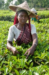 Tea Picking Outside Srimongal, Bangladesh