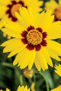 SunKiss Coreopsis