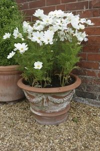 Potted Cosmos Flowers - How To Grow Cosmos In A Pot